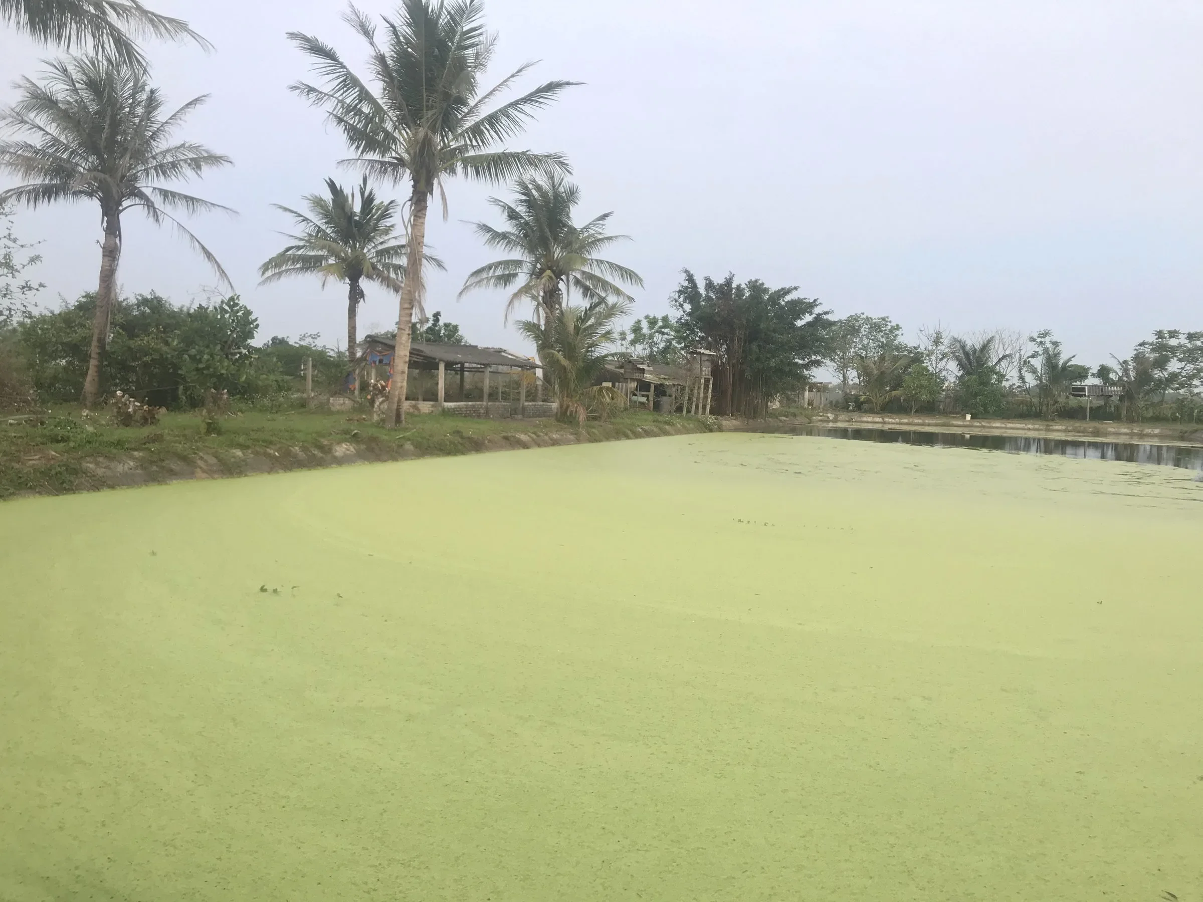 Chính chủ bán trang trại 17.000m² tại xã Hùng Châu, Nghệ An - Ảnh 1