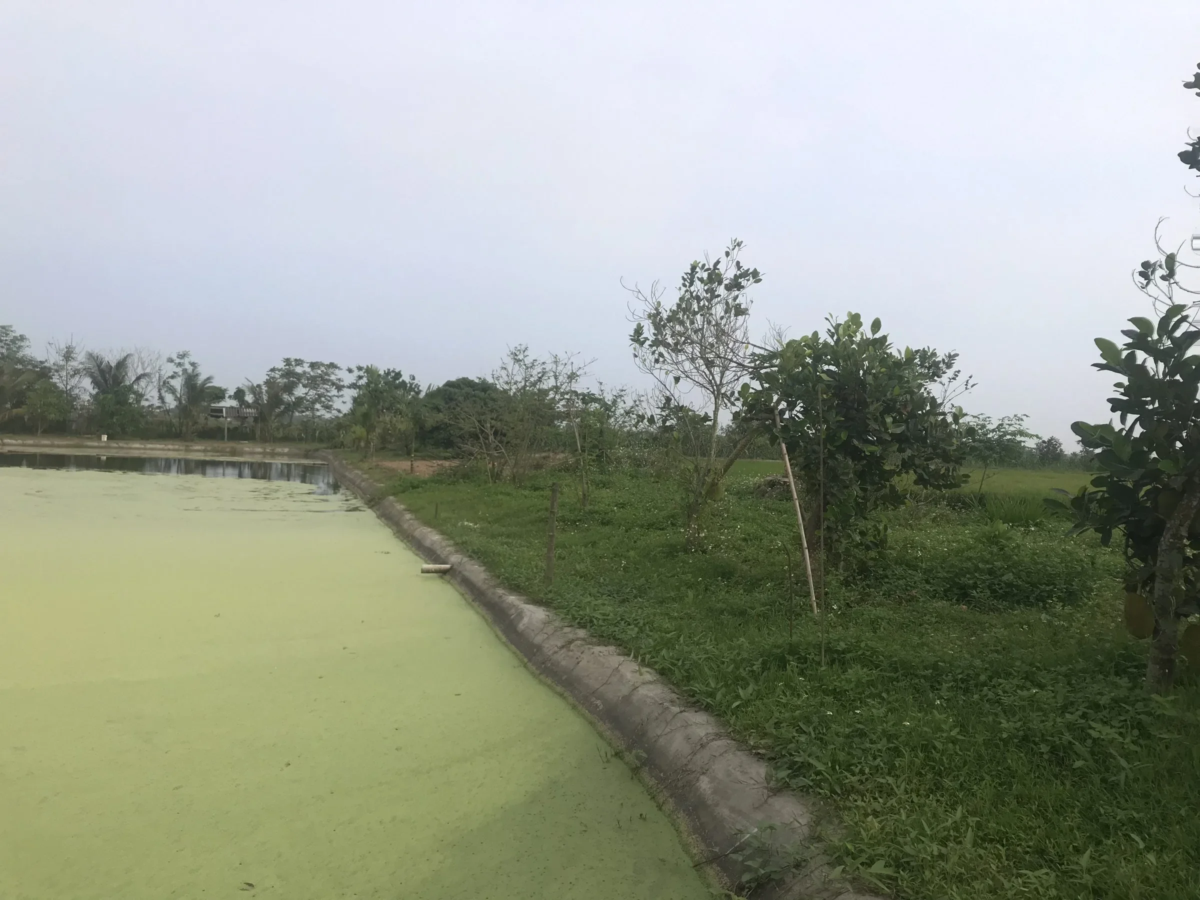 Chính chủ bán trang trại 17.000m² tại xã Hùng Châu, Nghệ An - Thumb 2