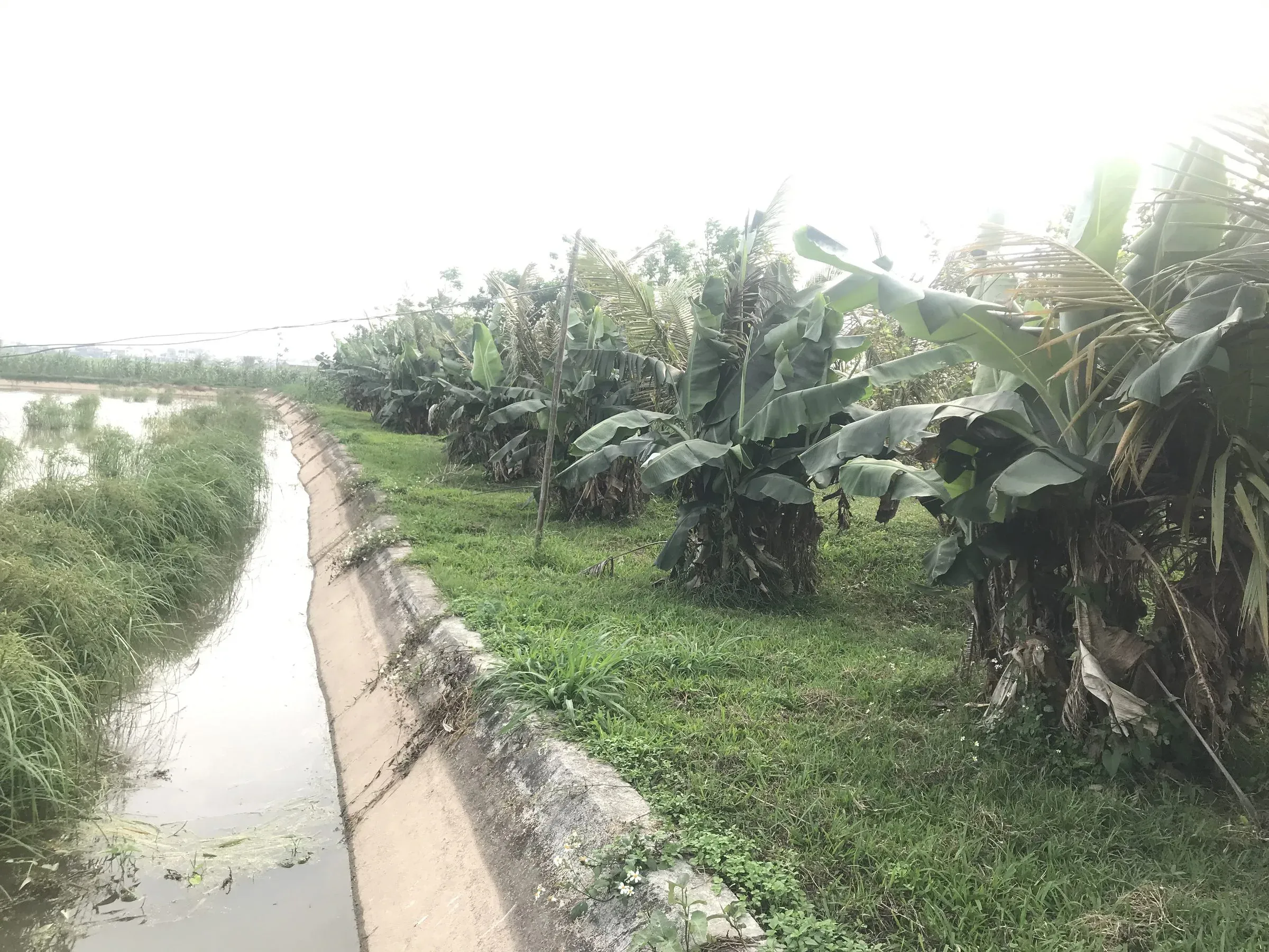 Chính chủ bán trang trại 17.000m² tại xã Hùng Châu, Nghệ An - Thumb 3