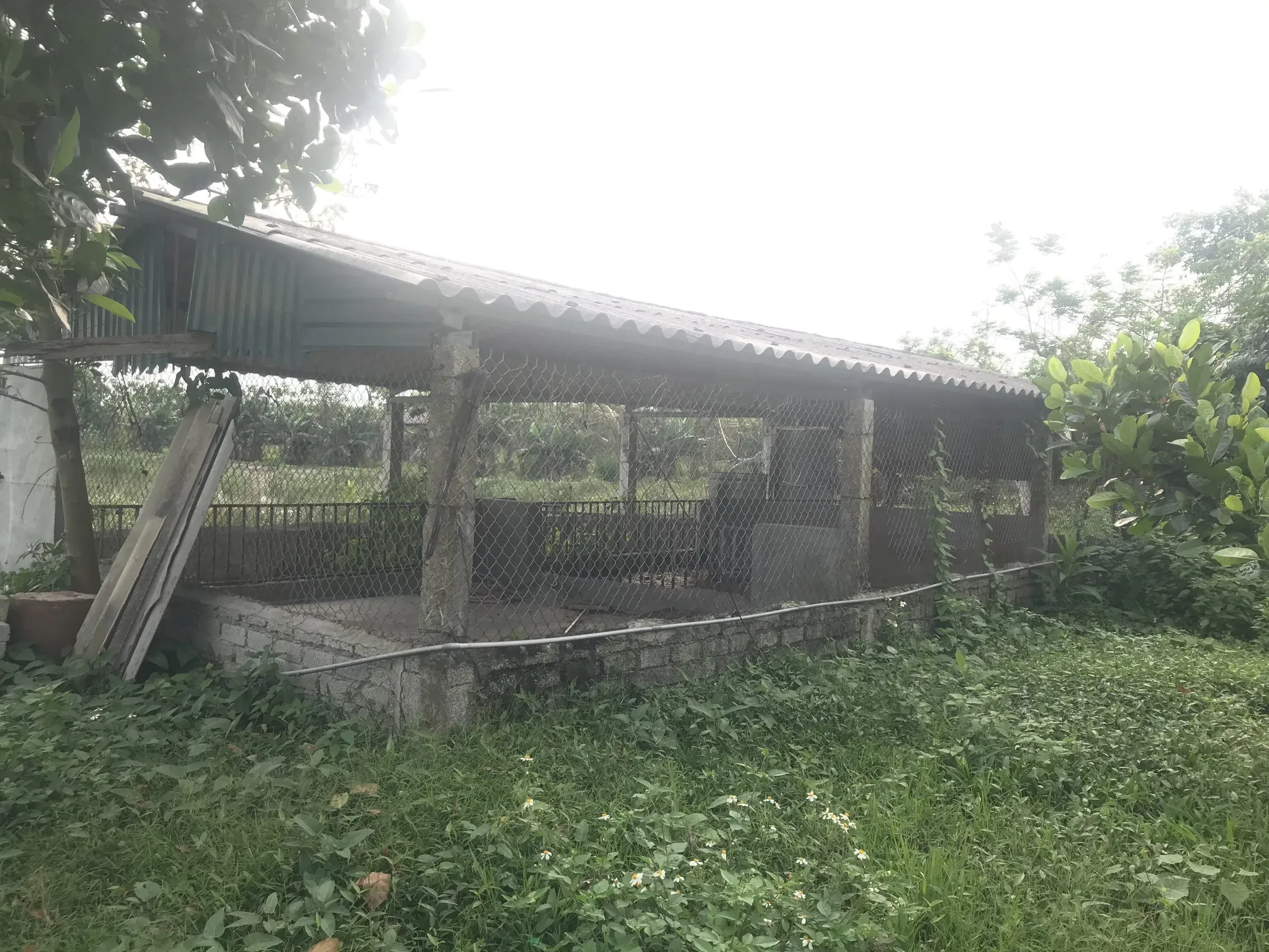 Chính chủ bán trang trại 17.000m² tại xã Hùng Châu, Nghệ An - Thumb 4