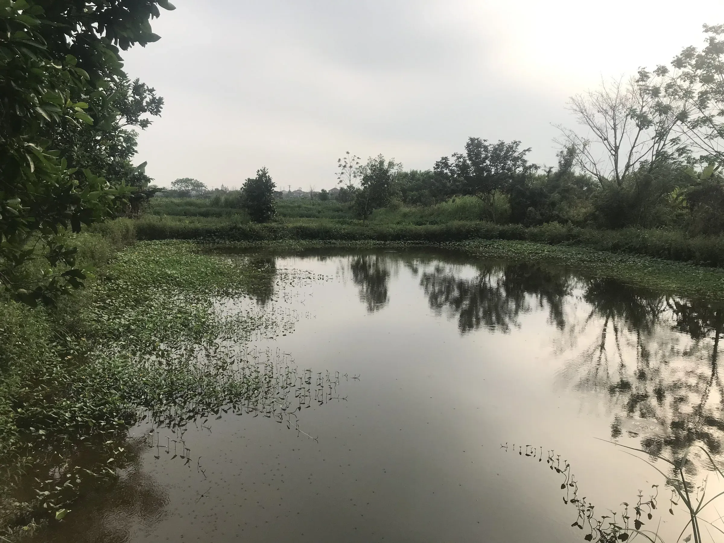 Chính chủ bán trang trại 17.000m² tại xã Hùng Châu, Nghệ An - Thumb 5