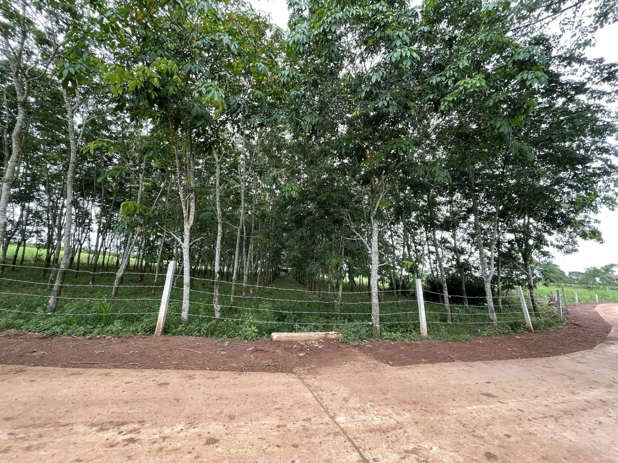 Bán đất 824,3m² có sẵn 80m² thổ cư tại xã Nghĩa Thọ, Nghệ An (Xã Nghĩa Lợi, huyện Nghĩa Đàn cũ) - Ảnh 1